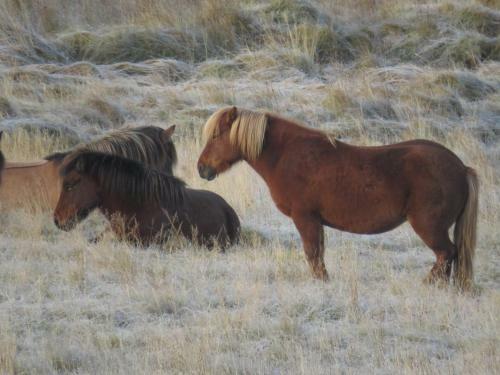 K�lfafellsstadur Bed & Breakfast