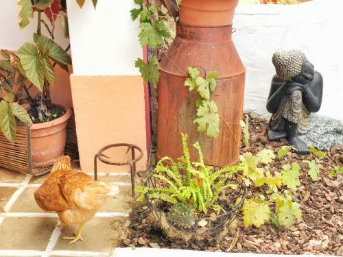 Casa Rico Frade Garden