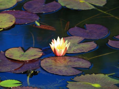 Agroturismo Lily Pond Country Lodge