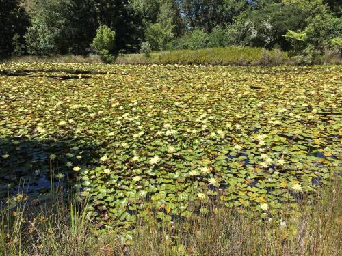 Agroturismo Lily Pond Country Lodge