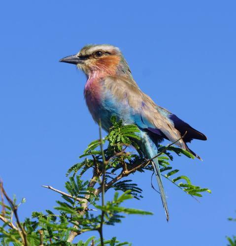 Crocodile Kruger Safari Lodge