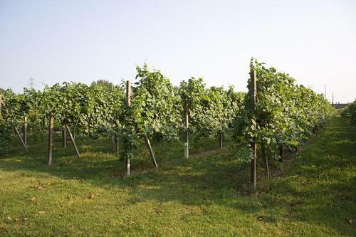 B&B Vigne Correr