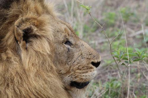 Hostal Rhino Walking Safaris