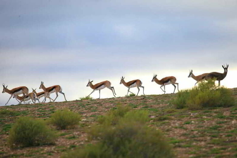 Madi-madi Karoo Safari Lodge
