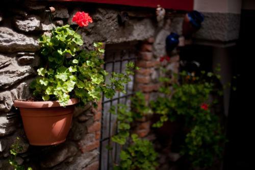B&B Il Pettirosso