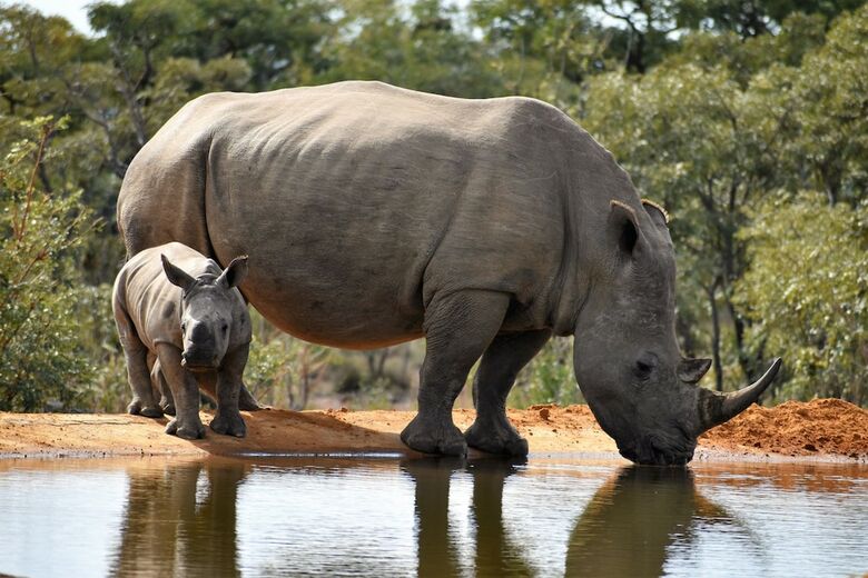 Jamila Game Lodge