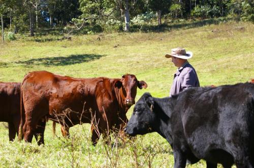 Agroturismo Bellthorpe Stays
