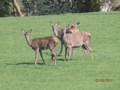 Larkfield House B&B