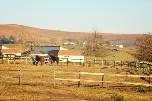 Hotel Midlands Saddle And Trout