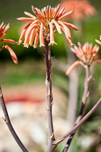 Agroturismo Orange Grove Farm