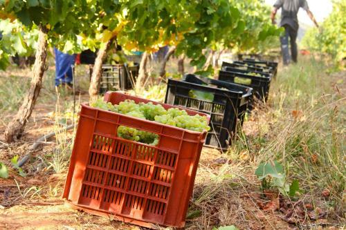 Agroturismo Orange Grove Farm