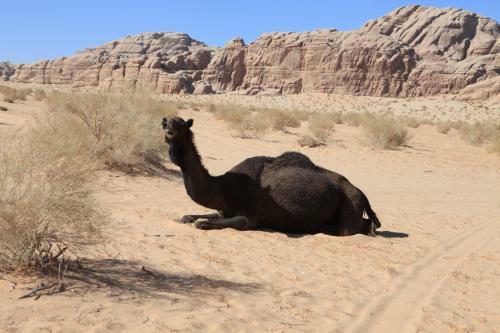 The Bedouin Meditation Camp