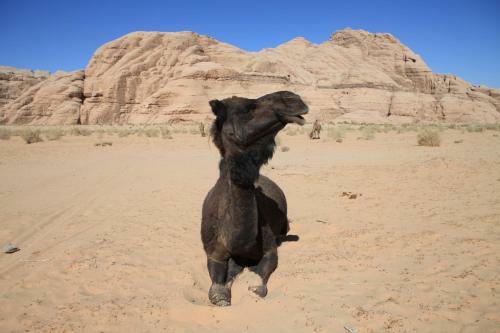 The Bedouin Meditation Camp