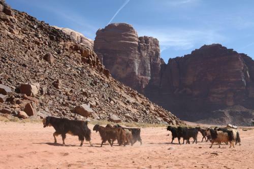 The Bedouin Meditation Camp