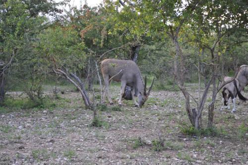 Etotongwe Lodge