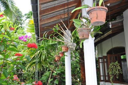 Homestay Orchid