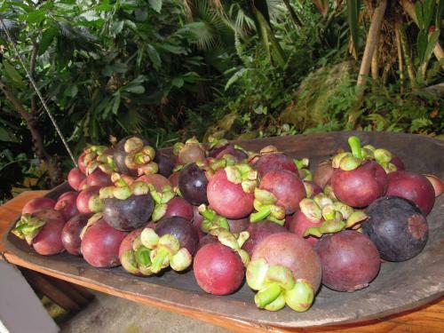 Omega Tours Eco-jungle Lodge