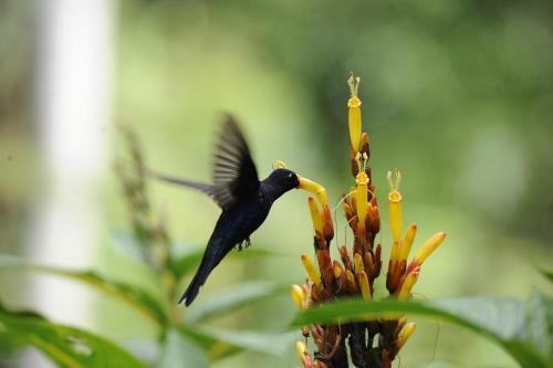 Omega Tours Eco-jungle Lodge