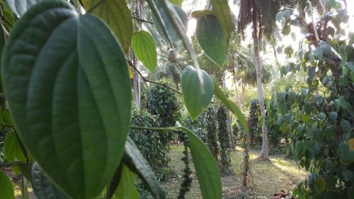 Hotel Soba Lanka Holiday Resort