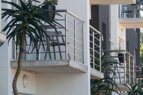 Quiver Tree Urban Apartment