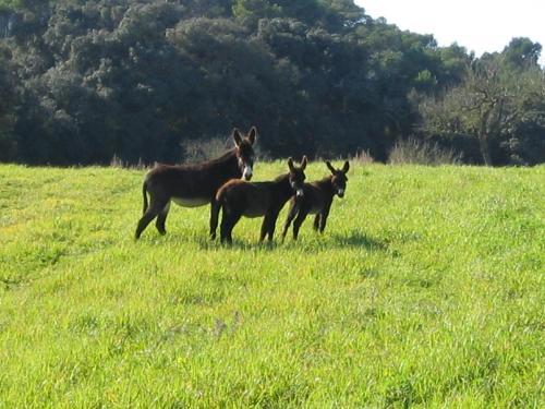 Agroturismo Possessi� Binicomprat
