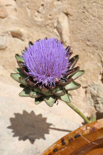 Agroturismo Possessi� Binicomprat