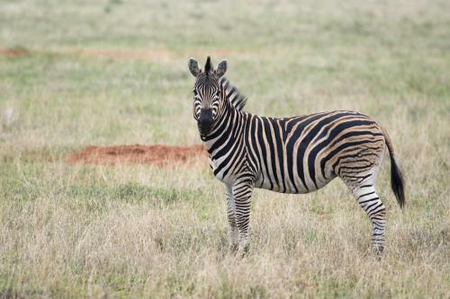 Agroturismo Boschfontein Guest Farm