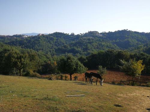 Hostal Agriturismo Cisogna