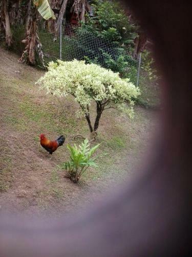 Hostal Top Ranking Hill View Guesthouse