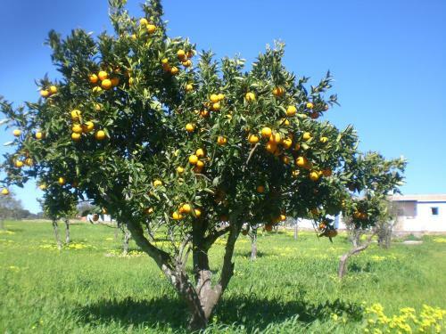 Agroturismo Tapada Da Eira E Chanca