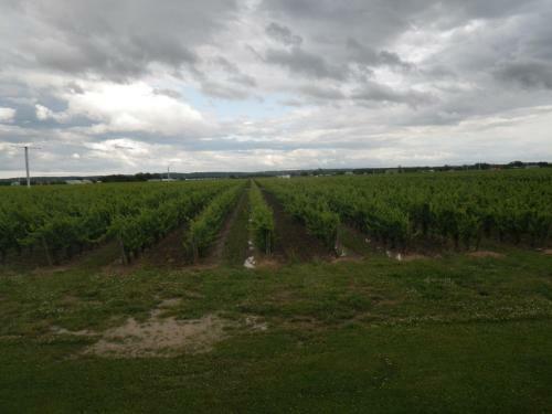 A Vineyard View Bed And Breakfast