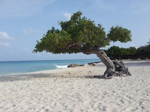 Aruba Apartment
