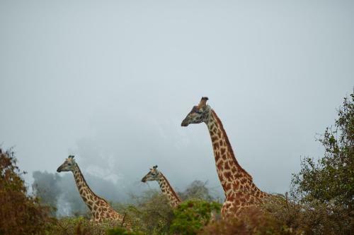 Hotel Exploreans Ngorongoro Lodge - All Inclusive