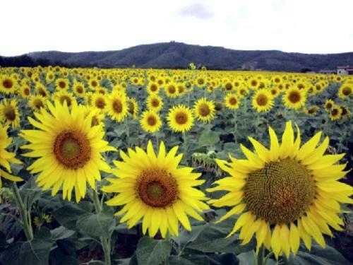 Bed & Breakfast Casale Millesoli