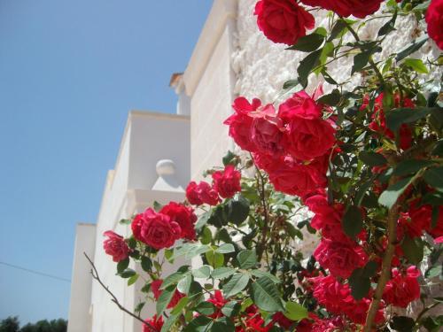 Agroturismo Masseria Nuova