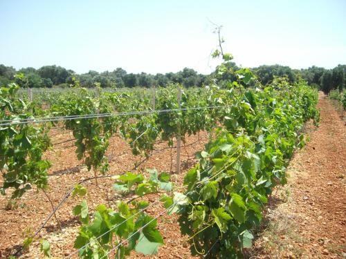 Agroturismo Masseria Nuova