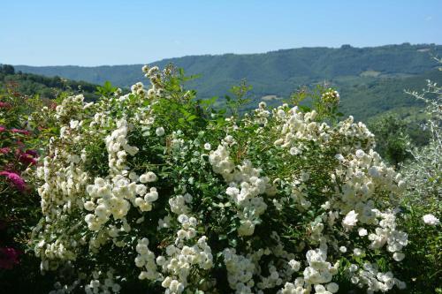 Agroturismo Il Poggiolo