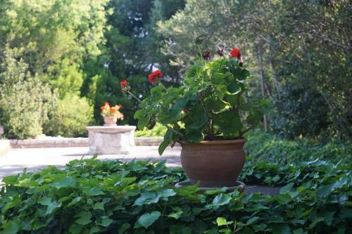 Agroturismo Son Vivot