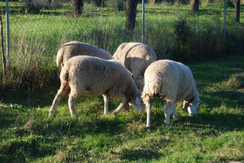 Agroturismo Son Vivot