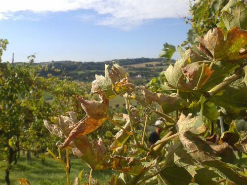 Bed And Breakfast Aratro & Rosmarino