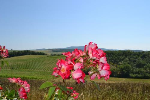 Hostal Agriturismo Cignanbianco