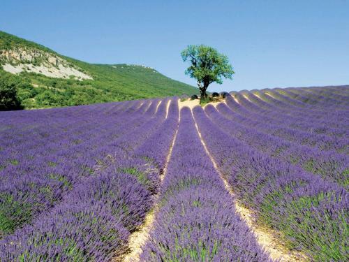 Hotel Les Lavandes - Village Vacances Ternelia