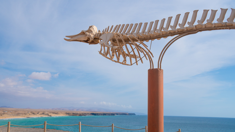 Hotel Cotillo Beach