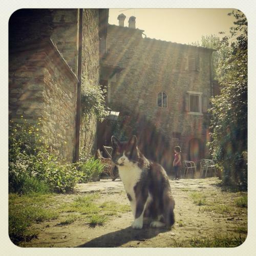 Agroturismo Il Molendino Pisa B&B