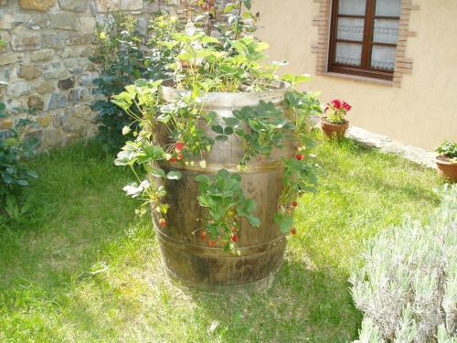 Hostal Agriturismo Podere Micitto