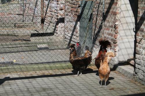 Hostal Agriturismo Le Clementine