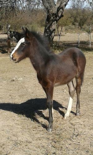 Agroturismo Estancia La So�ada