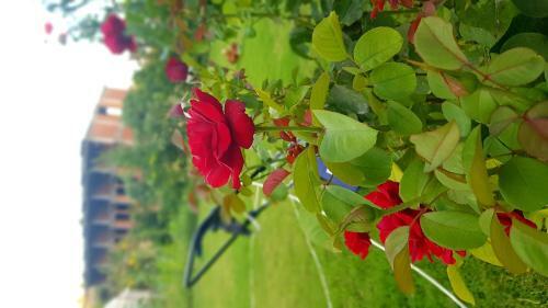 Hostal Rose Pension