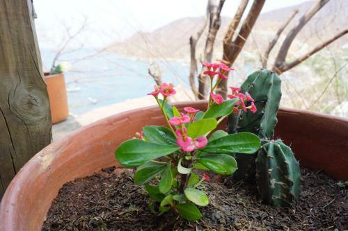 Hotel Cactus Taganga