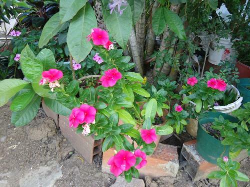 Posada Sunshine Paradise